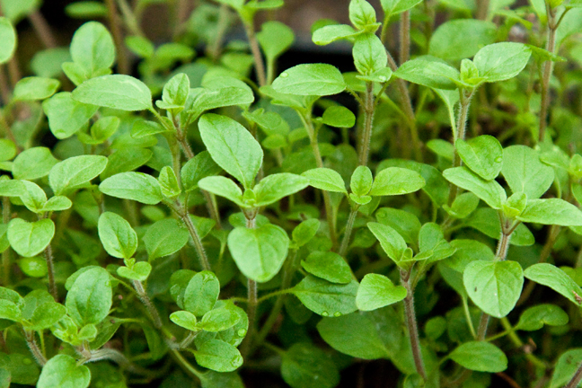 Sweet Marjoram